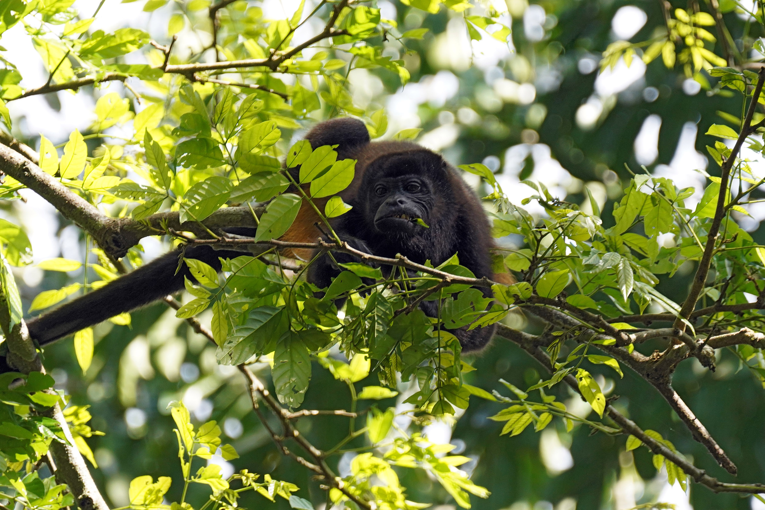Costa Rica - Février 2025
